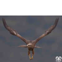 گونه کورکور سیاه Black Kite